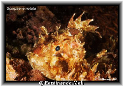 I see you but... you see me?
Scorpaena notata. by Ferdinando Meli 